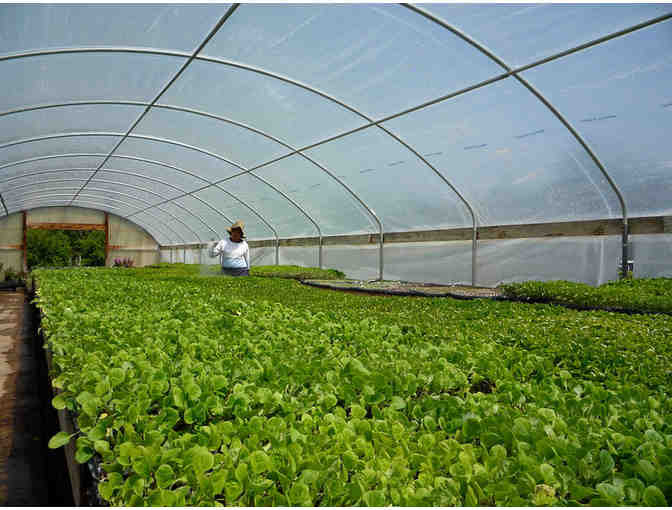 Riverdog Farm CSA: 4-Week Organic Veggie Box Subscription