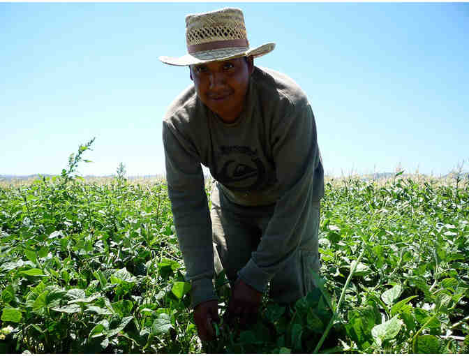 Riverdog Farm CSA: 4-Week Organic Veggie Box Subscription