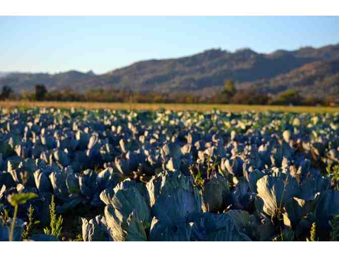 Riverdog Farm CSA: 4-Week Organic Veggie Box Subscription
