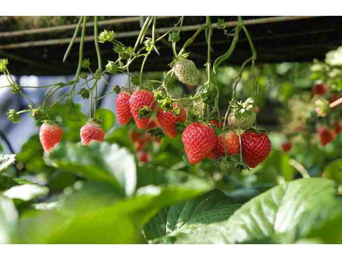 Van Winden's Garden Center, $50 Gift Card + One Load of Compost + Home Composting Kit