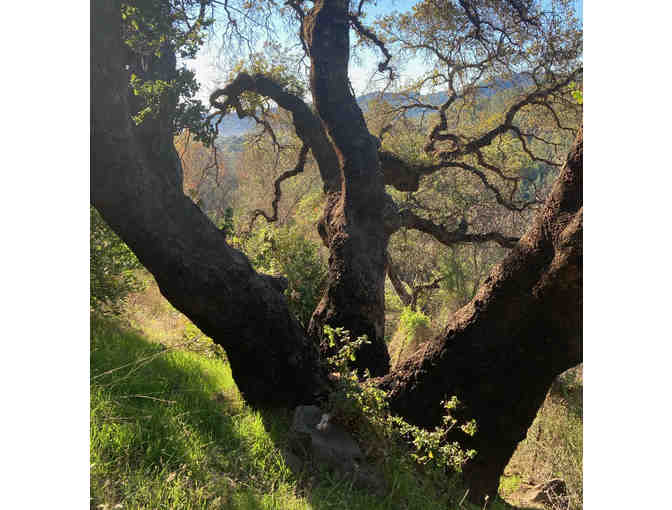 Farm to Table Cheesemaking with Lola the Cow at Pickle Creek Ranch