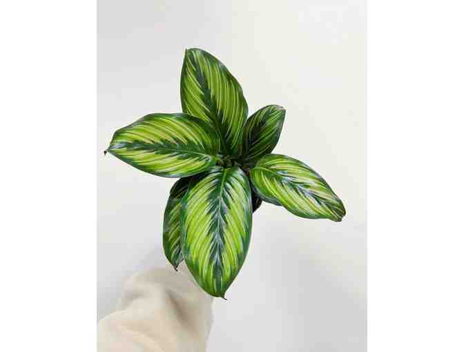 PLANT LOVING VALENTINE! Onward Sparkling Rose + RIZA Plants, Napa + Collectible Pottery