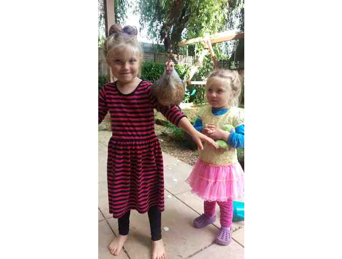 Pullets (young hens) : 4 Hand-raised Pullets, Breed of Your Choice!