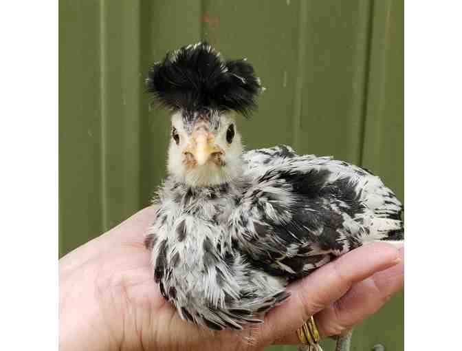 Pullets (young hens) : 4 Hand-raised Pullets, Breed of Your Choice!