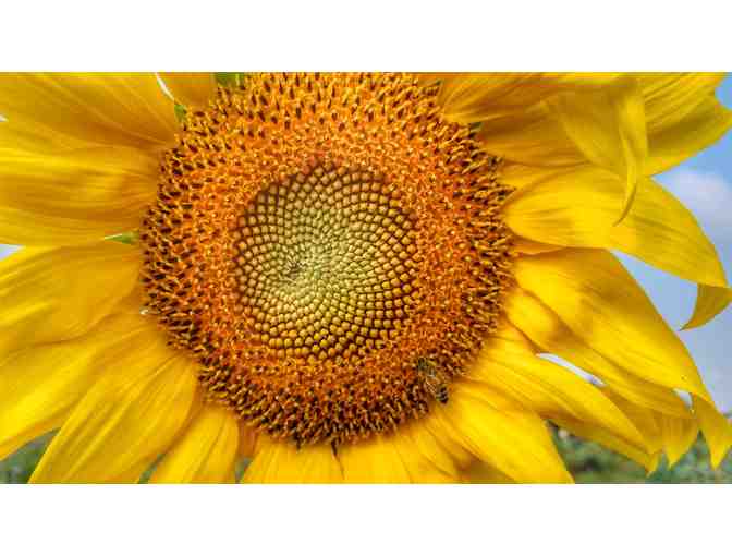 Rent-A-Farmer with Farmer Chris of Stone Bridge School