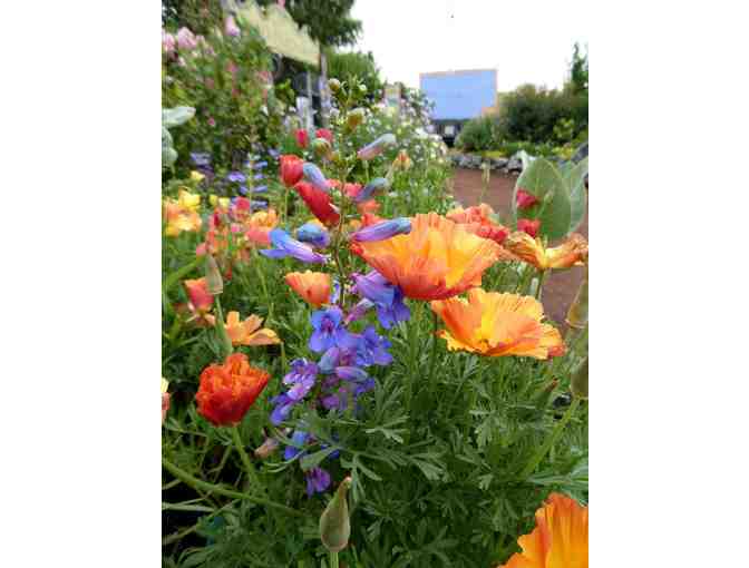 Garden Design Consulation with Dawn Smith -- 1 Hour Consult