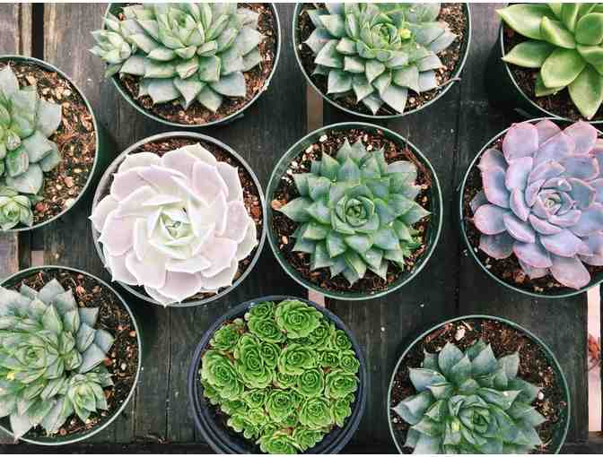 Van Winden's Garden Center, Napa -- $50 Gift Card