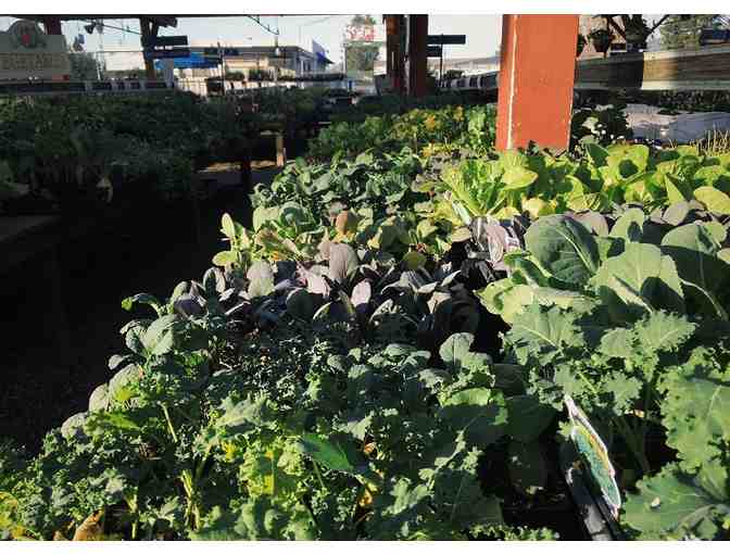 Van Winden's Garden Center, Napa -- $50 Gift Card