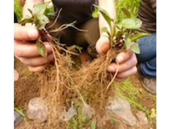 1 week of 'Herbal Kids Summer Camp' at California School of Herbal Studies