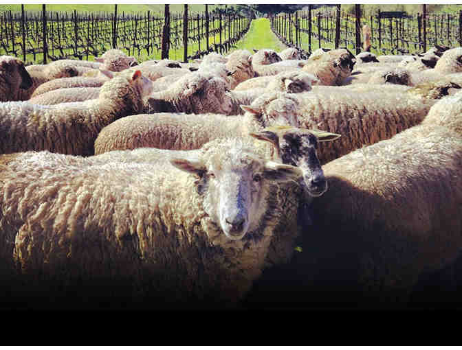 Jacuzzi Family Vineyards VIP Tour and Tasting for 4