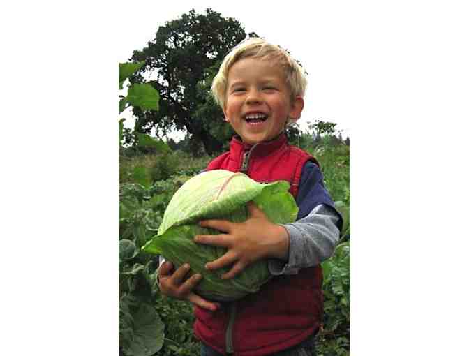 CSA Boxes from Singing Frogs Farm, 4 weekly boxes