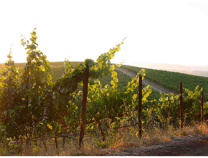 Jacuzzi Family Vineyards VIP Tasting & Cheese Plate for 4