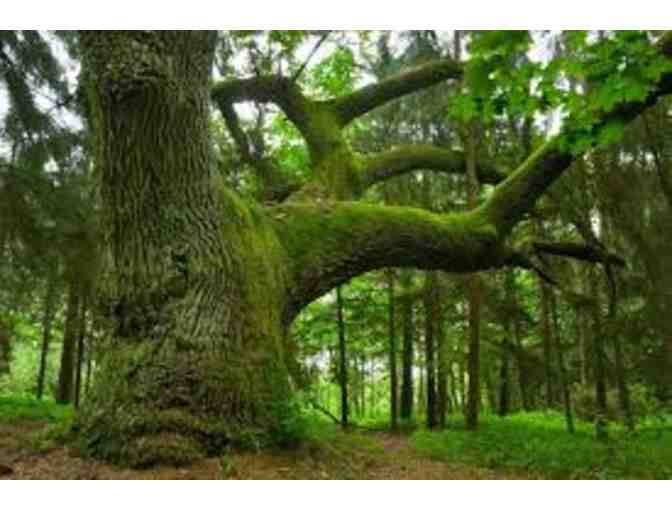 MotherRoots Support Group