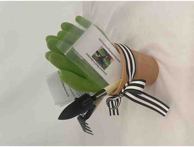 Potted Gourmet Basil Collection