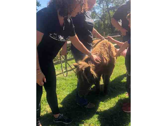 Jessica's Gentle Jungle ~ a traveling petting zoo that will come to you!