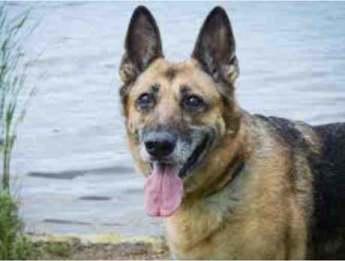 Loyal Companion Nail Trim for your Dog #3