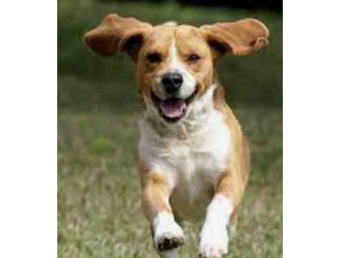 Loyal Companion Nail Trim for your Dog #4