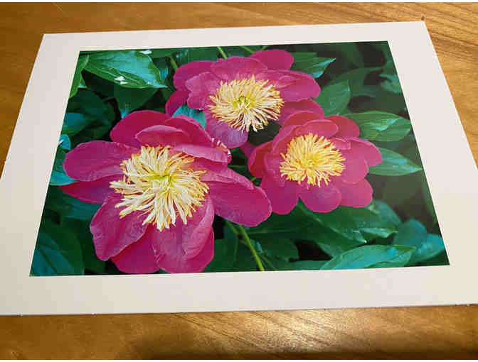 Photocards (10) of Flowers, Animals, and Birds (#1)
