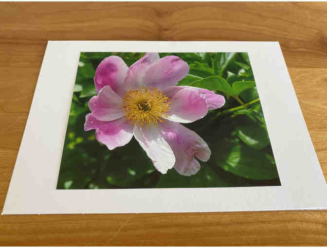 Photocards (10) of Flowers, Animals, and Birds (#2)