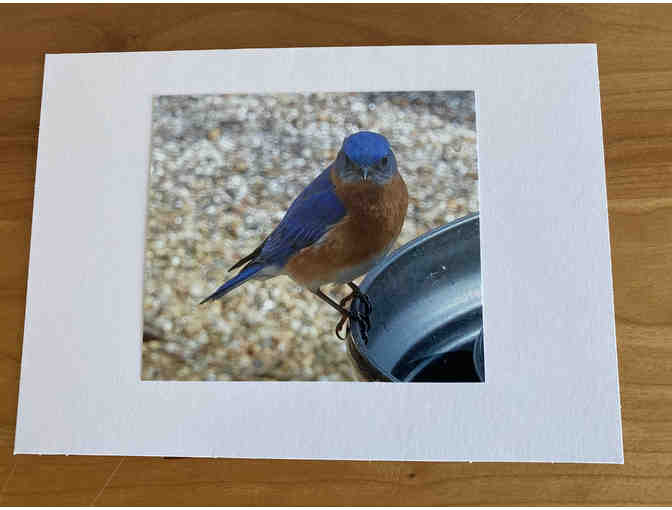 Photocards (10) of Flowers, Animals, and Birds (#2)