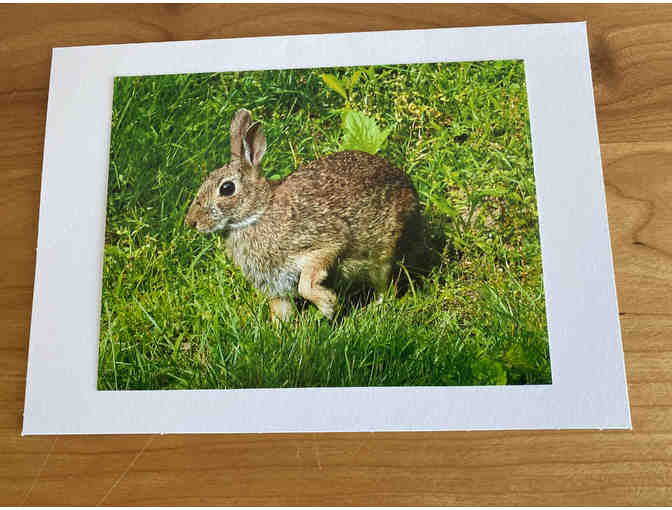 Photocards (10) of Flowers, Animals, and Birds (#2)