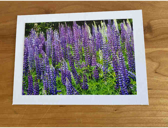 Photocards (10) of Flowers, Animals, and Birds (#2)