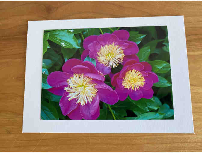 Photocards (10) of Flowers, Animals, and Birds (#2)