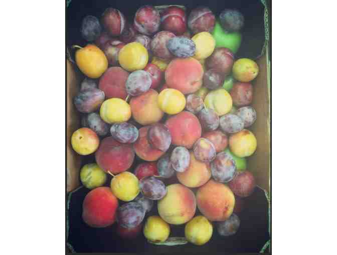 Westward Orchards 2023 Fruit Share