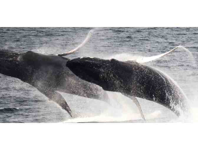 New England Aquarium Whale Watch Adventure for 2 People