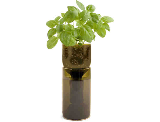 Basil Grow Bottle