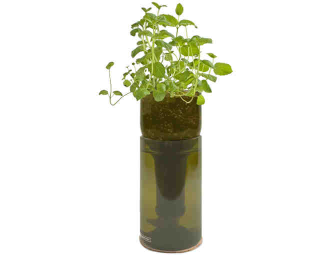Mint Grow Bottle