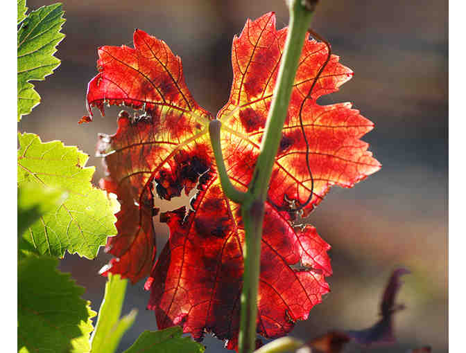 Canihan Wines - Wine Tasting for 2 Guests plus 4 bottles of wine - Photo 3