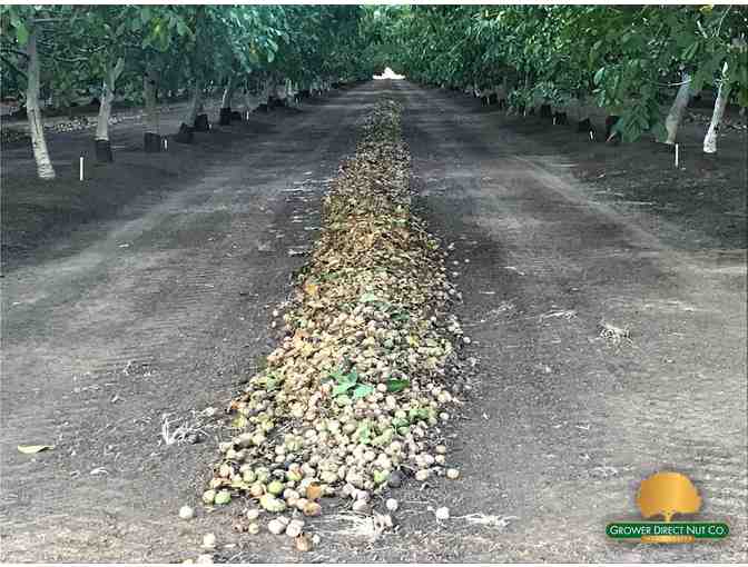 Tour for Four (4) at Grower Direct Nuts Walnut Processing Plant and Lunch - Photo 8