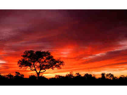 Africa Essential Collection