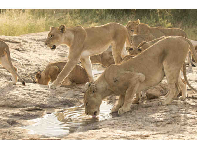 Ezulwini Safari Package in South Africa