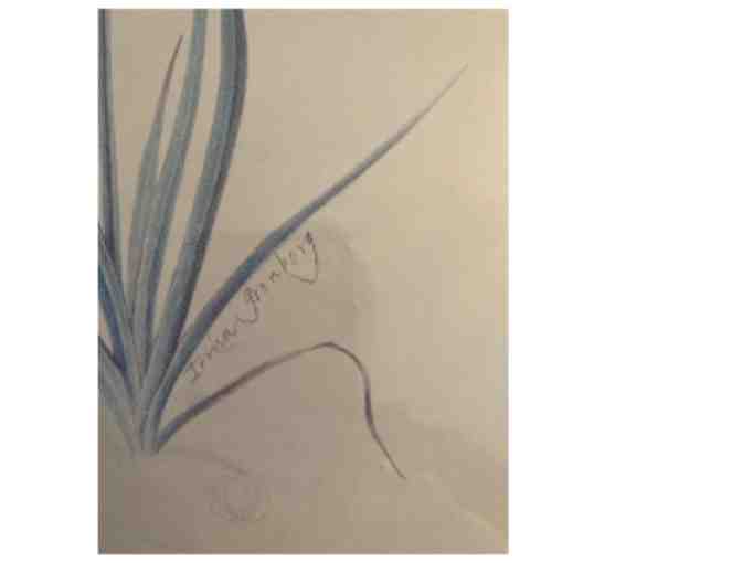 Drawing of 'Pink Joey' by Irma Gronberg