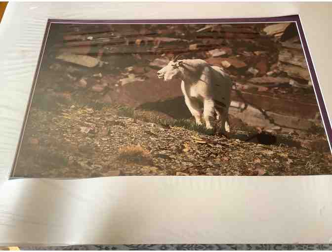 Large Wildlife Prints