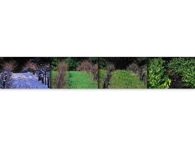 Wine Club Membership for 1 year at Frey Vineyards ~ 6 Bottles Shipped to You!