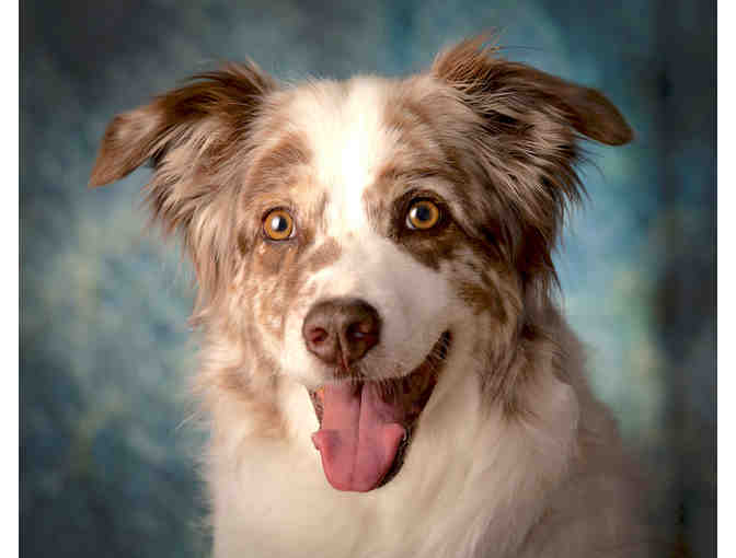 Pet studio Portrait  Certificate