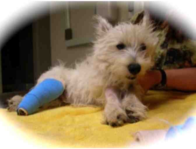 Fairfax Veterinary Clinic - $50 Gift Certificate