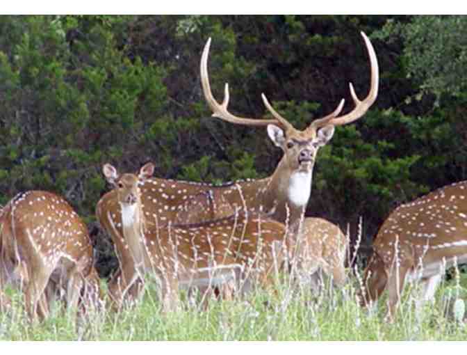 Live Auction - Hunt for Trophy Axis and Scimitar Oryx