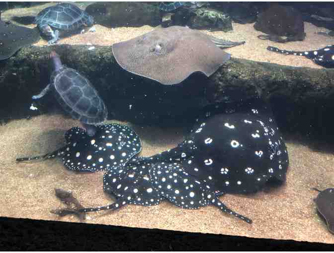 Live Auction - Great Exuma Bahamas Vacation