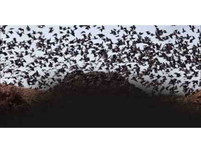 Live Auction - Argentina Dove Hunt (2)