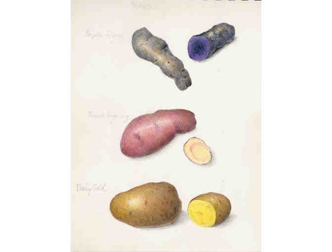 Draw Plants with Wendy Hollender - Bring A Group or Just For You!