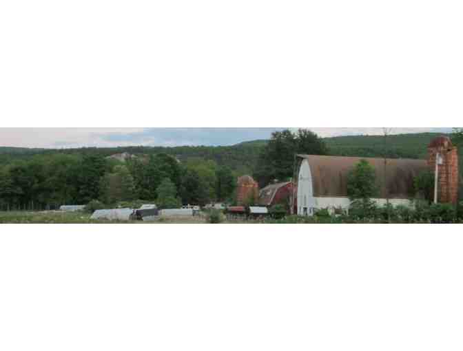 Summer Vegetable Basket from Clove Valley CSA in High Falls, NY