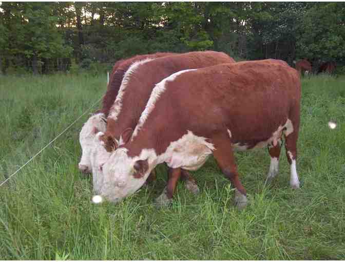 10 lbs of 100% Grass-Fed Ground Beef from Movable Beast Farm