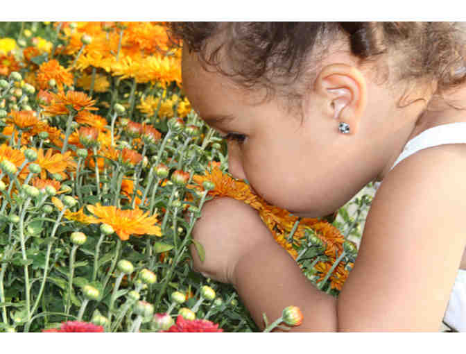 Natural Pain Free Allergy Relief by Nellie Foster