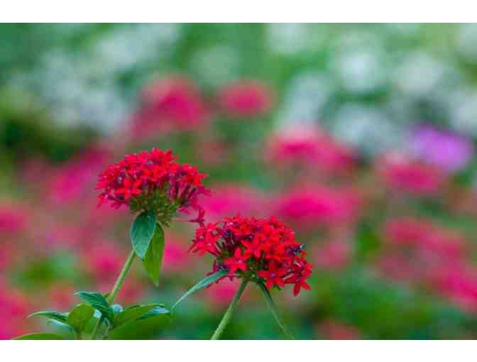 Flowers Forever Florist certificate #2