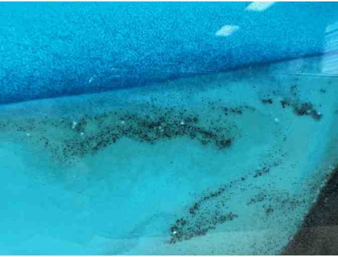 'Exotic Moving Sands #1' Glass Art from Kela's Glass Gallery