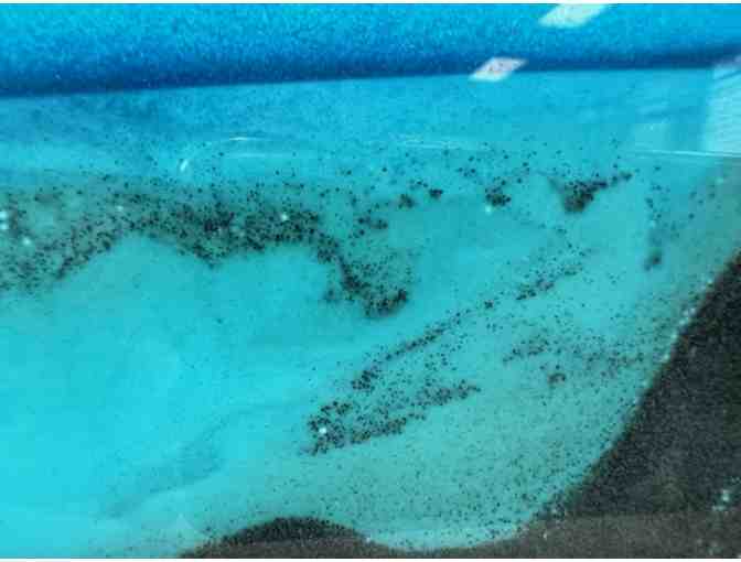 'Exotic Moving Sands #1' Glass Art from Kela's Glass Gallery